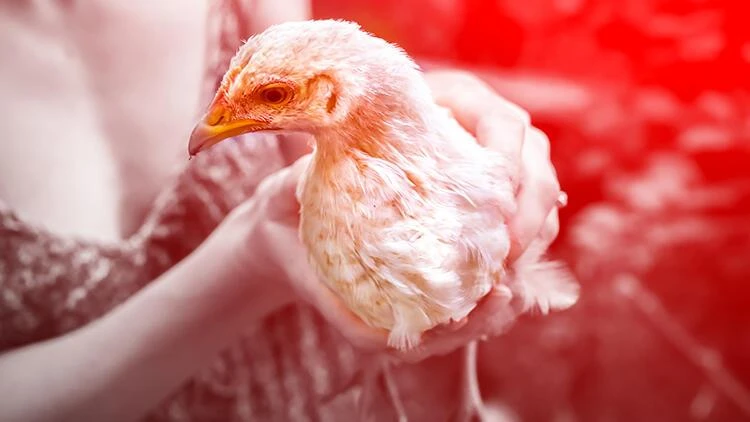 Kuş gribi Fransa'yı sardı: Milyonlarca hayvan itlaf ediliyor